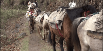 Better trails to ease risky journeys in horse-dependent areas in Trashi Yangtse